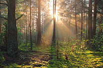 La forêt: un équilibre naturel ?